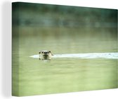 Canvas Schilderij Otter zwemt in water - 60x40 cm - Wanddecoratie