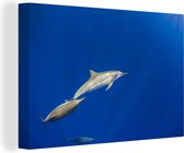 Canvas Schilderij Dolfijn - Dier - Zee - 30x20 cm - Wanddecoratie