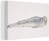 Une illustration d'un lion de mer couché 180x120 cm - Tirage photo sur toile (Décoration murale salon / chambre) XXL / Groot format! / Mer et plage