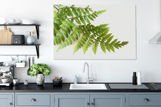 Feuille verte d'une fougère sur fond blanc 120x80 cm - Tirage photo sur toile (Décoration murale salon / chambre)