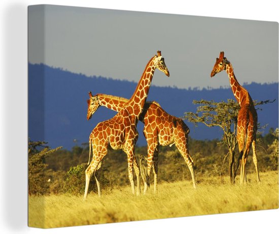 Trois girafes sur une steppe jaune 120x80 cm - Tirage photo sur toile (Décoration murale salon / chambre)