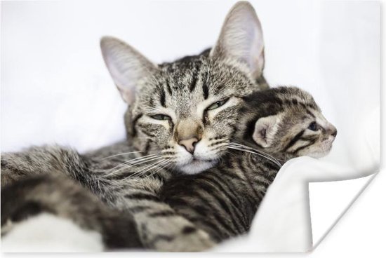 Twee knuffelende Amerikaanse Korthaar katten Poster 30x20 cm - klein - Foto print op Poster (wanddecoratie woonkamer / slaapkamer) / Huisdieren Poster