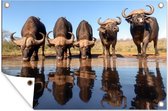 Tuinposter - Tuindoek - Tuinposters buiten - Buffels drinken water - 120x80 cm - Tuin