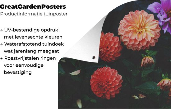 Dahlias avec différentes couleurs d'affiche de jardin en vrac