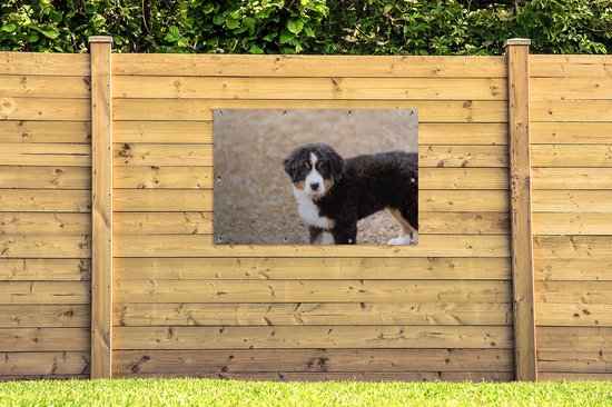 Berner chiot le matin affiche de jardin 120x80 cm - Toile de jardin / Toile d'extérieur / Peintures pour l'extérieur (décoration de jardin)