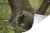 Muurdecoratie Wasbeer - Wild - Bos - 180x120 cm - Tuinposter - Tuindoek - Buitenposter