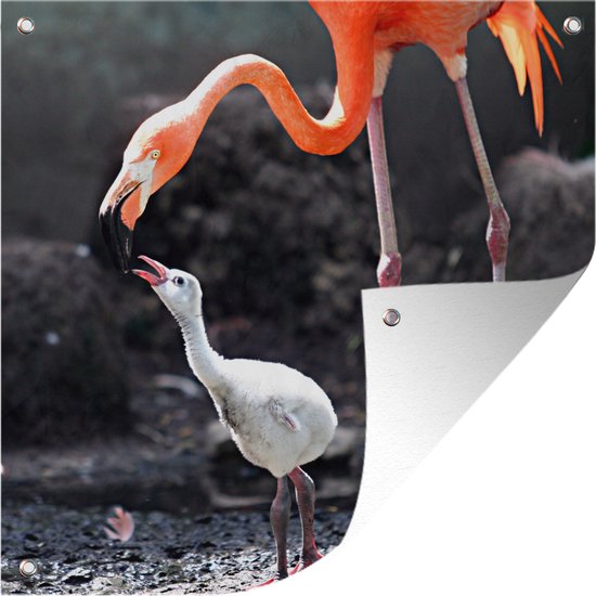 Tuinposters Moeder flamingo voedt haar baby - 50x50 cm - Tuindoek - Buitenposter