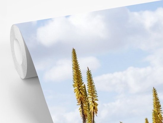 Papier peint Papier peint photo en vinyle - Plantes médicinales d'aloe vera sur Fuerteventura largeur 330 cm x hauteur 220 cm - Tirage photo sur papier peint (disponible en 7 tailles)