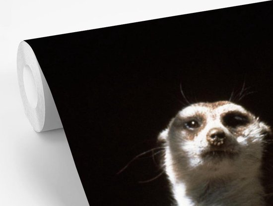 Papier peint photo vinyle - Suricates sur fond noir largeur 360 cm x hauteur 240 cm - Tirage photo sur papier peint (disponible en 7 tailles)