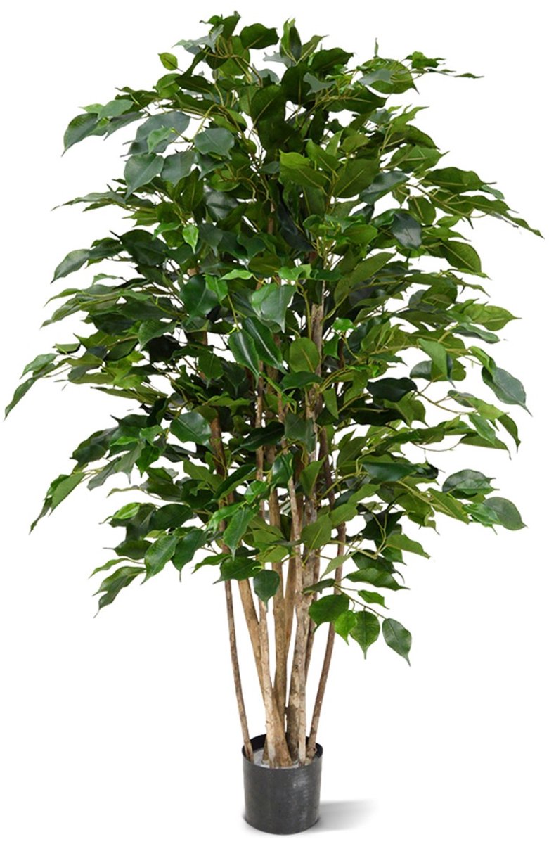 Designplants Ficus Exotica Kunstplant 125