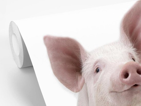 Papier peint photo peint photo vinyle - Porcinet pour fond blanc largeur 240 cm x hauteur 240 cm - Tirage photo sur papier peint (disponible en 7 tailles)