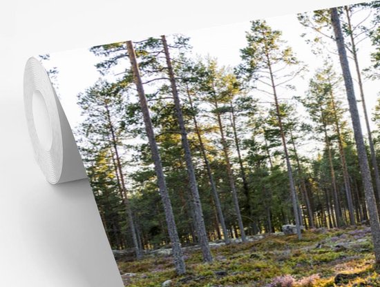 Papier peint Papier peint photo en vinyle - Arbres sur un paysage aux allures de bruyère largeur 600 cm x hauteur 400 cm - Tirage photo sur papier peint (disponible en 7 tailles)