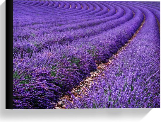 Canvas  - Banen Lavendel Bloemen - 40x30cm Foto op Canvas Schilderij (Wanddecoratie op Canvas)