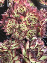 6 x Sempervivum 'Jupiter' - Huislook - P9 Pot (9 x 9cm) - Dima Vaste Planten