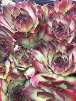 6 x Sempervivum 'Purple Star' - Huislook - P9 Pot (9 x 9cm) - Dima Vaste Planten
