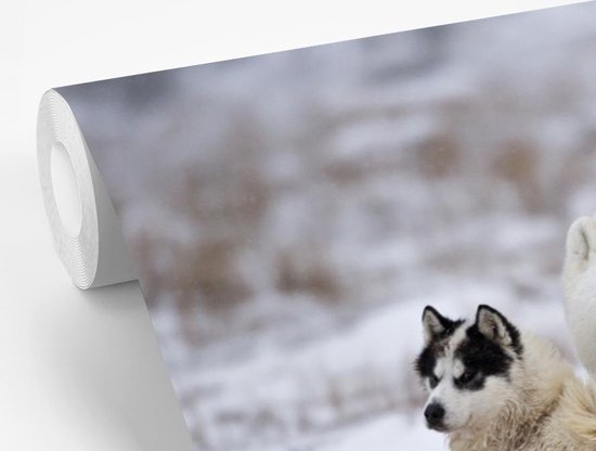 Amitié spéciale entre chien et ours polaire 360x240 cm