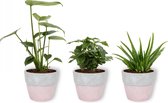 3 Kamerplanten - Aloe Vera, Monstera & Koffieplant - In witte betonnen pot -geen groene vingers nodig