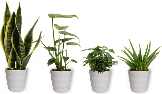 Happy Plants kamerplanten Palmen-set 2 stuks | Graslelie & Acrea-palm, sierplant voor in huis - palmplant - diervriendelijke kamerplant