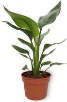 WL Plants - Strelitzia Reginae - Paradijsvogelbloem - Paradijsvogelplant - Kamerplanten - Luchtzuiverende Kamerplanten - ± 35cm hoog - 12cm diameter - in Kweekpot