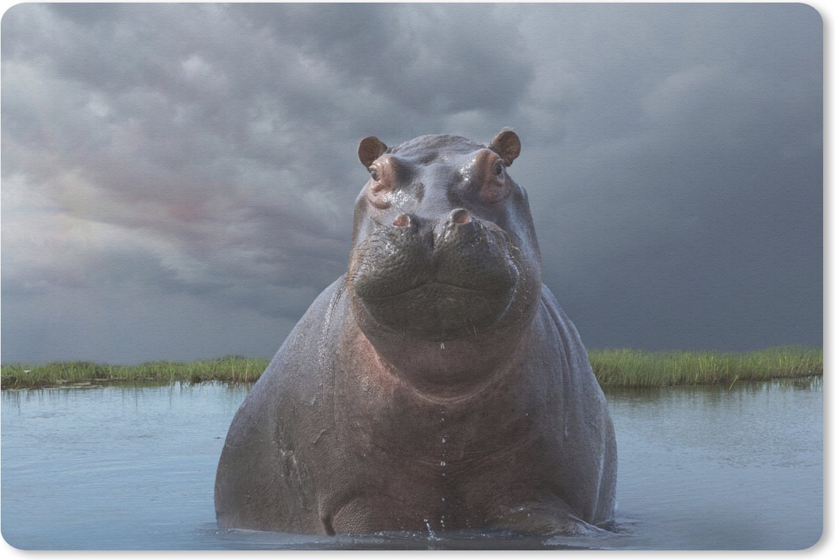 Muismat Nijlpaard - Nijlpaard in het water muismat rubber - 27x18 cm - Muismat met foto