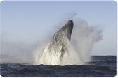 Muismat Zeedieren - Bultrug walvis springt uit het water bij Zuid-Afrika muismat rubber - 27x18 cm - Muismat met foto