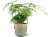 We Love Plants - Asparagus Setaceus + Mand Bram - 45 cm hoog - Sierasperge