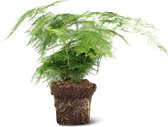 We Love Plants - Asparagus Setaceus - 45 cm hoog - Sierasperge