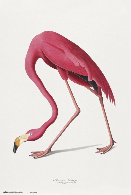 Flamingo poster - vogel - roze - dier - kunst - retro - vintage - 61 x 91.5 cm