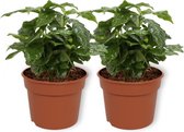 WL Plants - 2x Coffea Arabica - Koffieplant - Kamerplanten - Zeer Gemakkelijk te Verzorgen - ± 25cm hoog - 12cm diameter - in Kweekpot