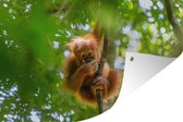 Tuinposter - Tuindoek - Tuinposters buiten - Een jonge orang-oetan in een boom - 120x80 cm - Tuin