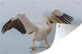 Tuindecoratie Roze pelikaan met gestrekte vleugels - 60x40 cm - Tuinposter - Tuindoek - Buitenposter