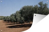 Muurdecoratie De olijfbomen in Spanje - 180x120 cm - Tuinposter - Tuindoek - Buitenposter