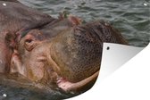 Muurdecoratie Nijlpaard - Water - 180x120 cm - Tuinposter - Tuindoek - Buitenposter
