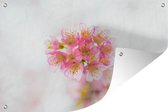Tuindecoratie De roze sierkers bloeit met een witte achtergrond - 60x40 cm - Tuinposter - Tuindoek - Buitenposter