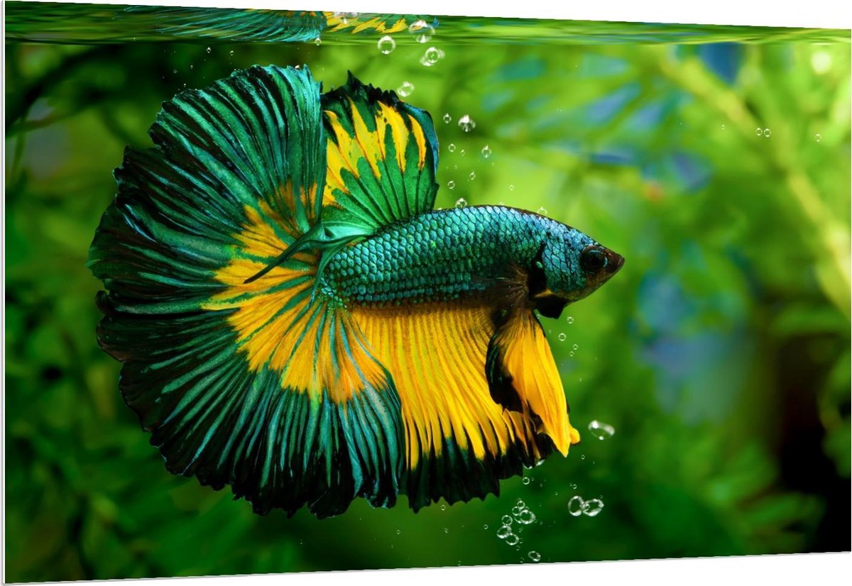 Forex - Groen/Gele Vis in Aquarium - 150x100cm Foto op Forex