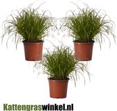 Kattengras | 3 stuks | Cyperus Alternifolius Zumula | Kamerplant | Pot ø12cm | Hoogte ↕25-35cm