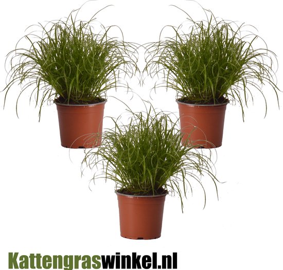 Cyperus Zumula Schnapch. Von Uhr T12 H030 (Grünpflanzen sonstige Arten