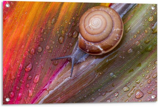 Tuinposter – Slak op Regenboogblad - 90x60cm Foto op Tuinposter  (wanddecoratie voor buiten en binnen)