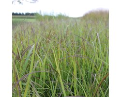 6x Panicum virgatum 'Shenandoah' - Vingergras - Pot 9x9 cm
