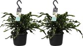 FloriaFor - Duo Microsorum Diversifolium - - ↨ 40cm - ⌀ 17cm