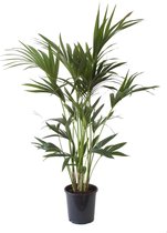 Mama's Planten - Kentia Palm - Vers Van De Kweker - ↨ 110cm - ⌀ 21cm