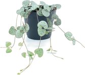 SIMPLYBLOOM.EU - Ceropegia Woodii - String of Hearts - 8 cm