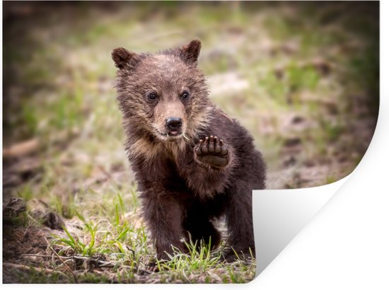 Holztiger – Bosdieren – Vos - Mens & Kinders