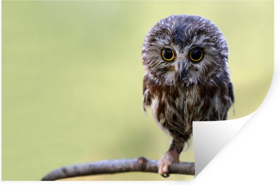 Stickers muraux - Hibou - Vogel - Forêt - 120x80 cm - Film adhésif