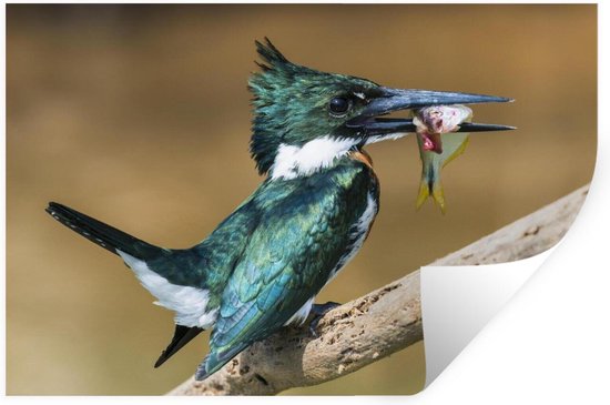 Sticker Muursticker Prédateurs - Martin pêcheur en gros plan avec proie - 120x80 cm - film adhésif autocollant - sticker mural repositionnable