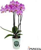 Papicco TROPICAL Flamingo - Orchidee - 4-tak - Phalaenopsis - Roze