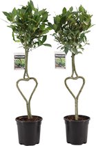 Buitenplant Laurier met hartjes stam 2x | Onwijs mooi en origineel | Gebruik je eigen laurier uit eigen tuin Ø 17 cm – Hoogte 80 cm (waarvan +/- 65 cm plant en 15 cm pot)