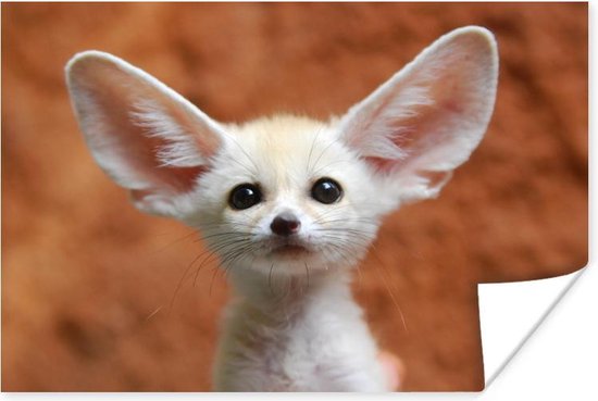 Bébé renard du désert aux grandes oreilles 120x80 cm