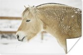 Close-up van een fjord paard in de sneeuw 90x60 cm - Foto print op Poster (wanddecoratie woonkamer / slaapkamer)