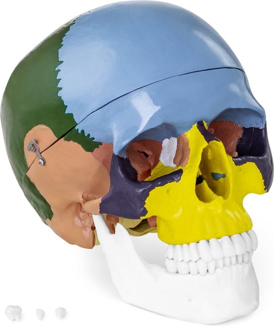 1:1 Médical Crâne humain Tête de squelette Dents Modèle réplique de crâne